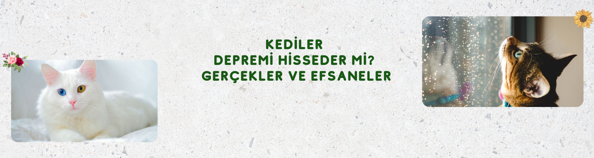 Evinizdeki En Sevimli Oyuncaklar: Kediler ve Köpekler İçin Evde Oyun Oynamanın 8 Harika Fikri